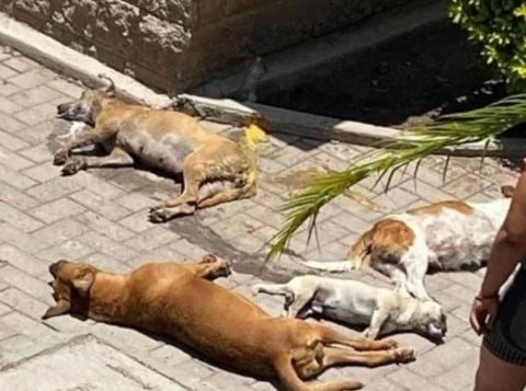 Preocupante Ola de Violencia Contra Animales en Belén de Umbría: Un Perro Muerto a Tiros y Decenas de Mascotas Envenenad