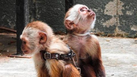  Indignación tras el rescate de dos monos cariblancos que fueron encontrados encadenados en una terraza