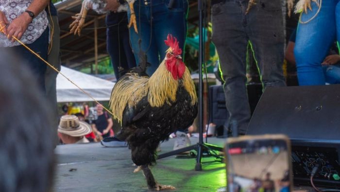 la Feria y Concurso Mundial del Gallo y la Gallina Ornamental, donde estas aves de finca fueron las verdaderas estrellas