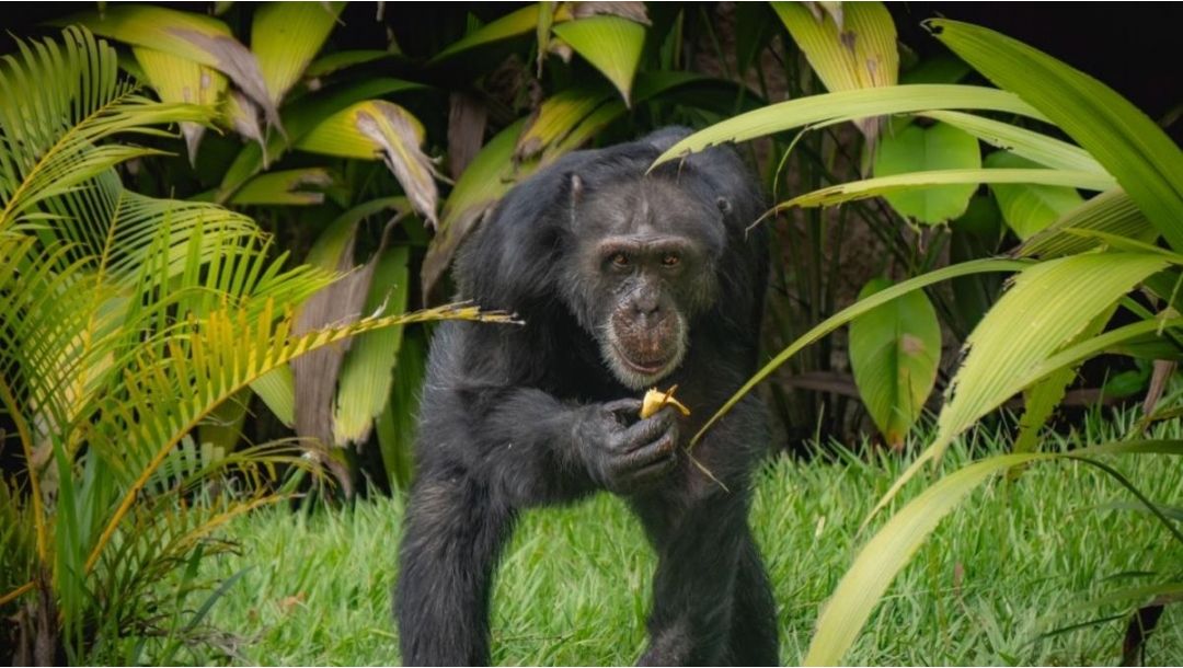 Imagen de El Bioparque Ukumarí ratifica su compromiso con el bienestar de Yoko, en el proceso para su traslado a Brasil