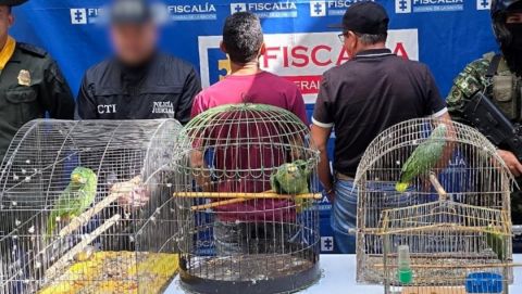 Judicializados dos hombres en Medellín por maltrato animal: mantenían en cautiverio a tres loros en pésimas condiciones