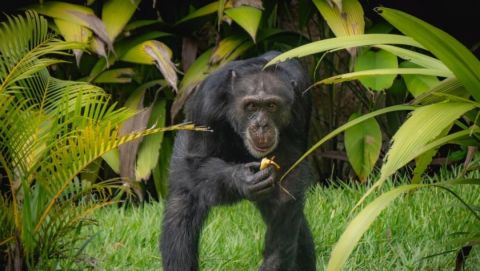 El Bioparque Ukumarí ratifica su compromiso con el bienestar de Yoko, en el proceso para su traslado a Brasil