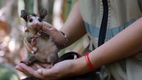 Rechazo ante caso de maltrato animal a una zarigüeya en Cali 