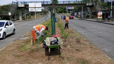 Separador de la Avenida Sur seguirá floreciendo